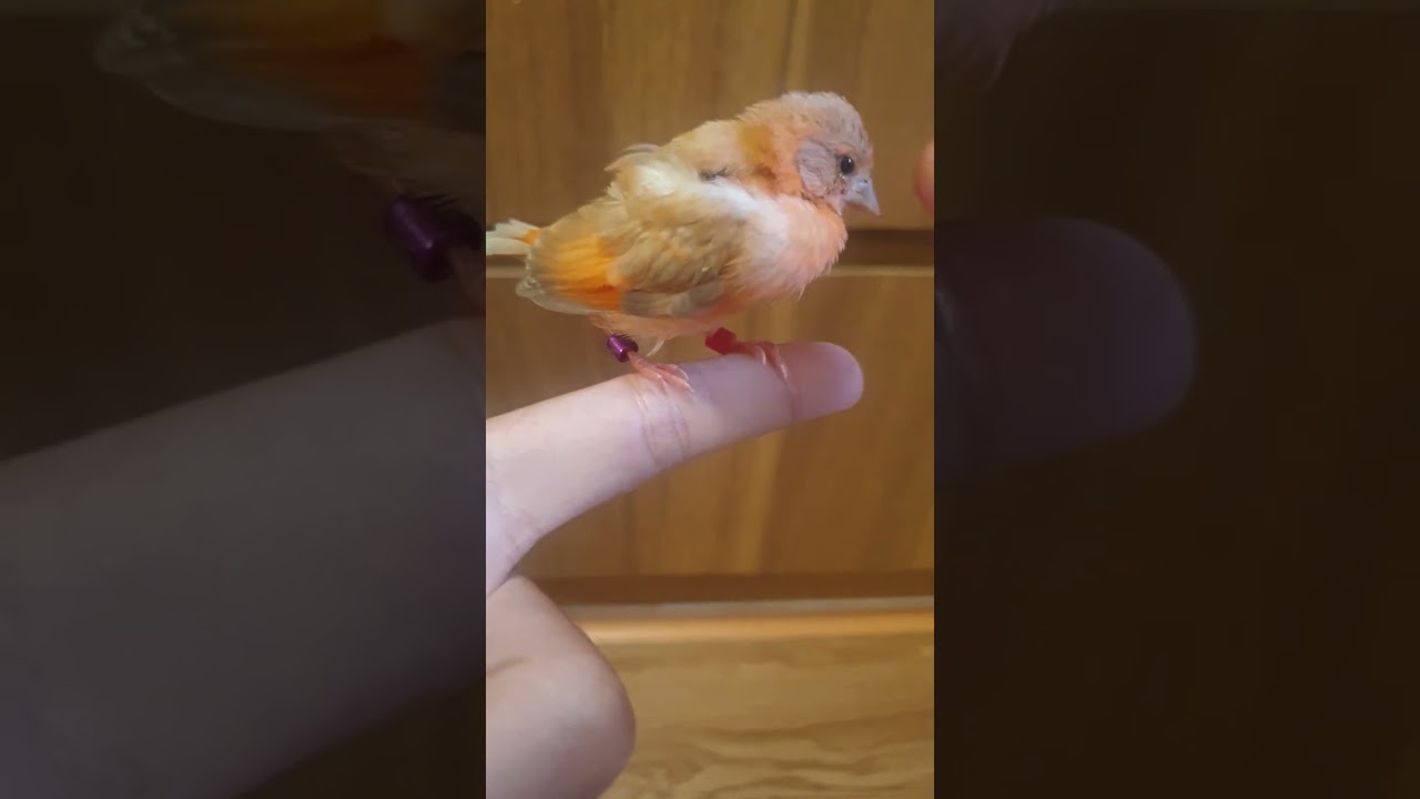 Red Siskin Double Dilute