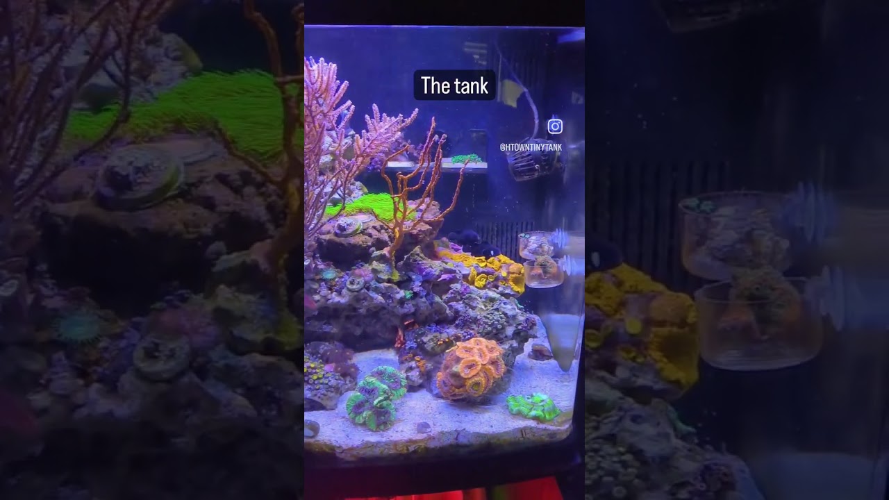 #saltwateraquarium