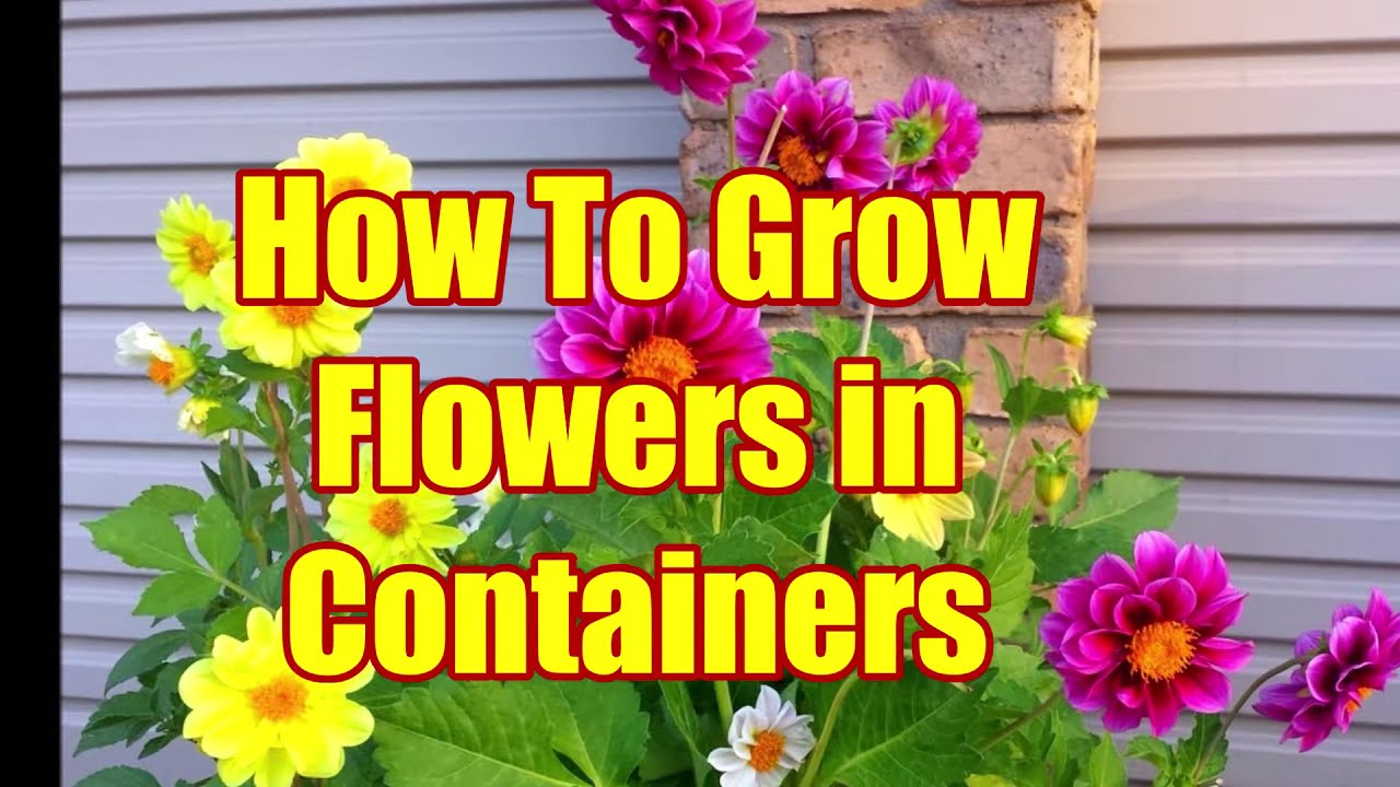 How To Plant A Flower Garden In Containers: Best Flowers For Pots