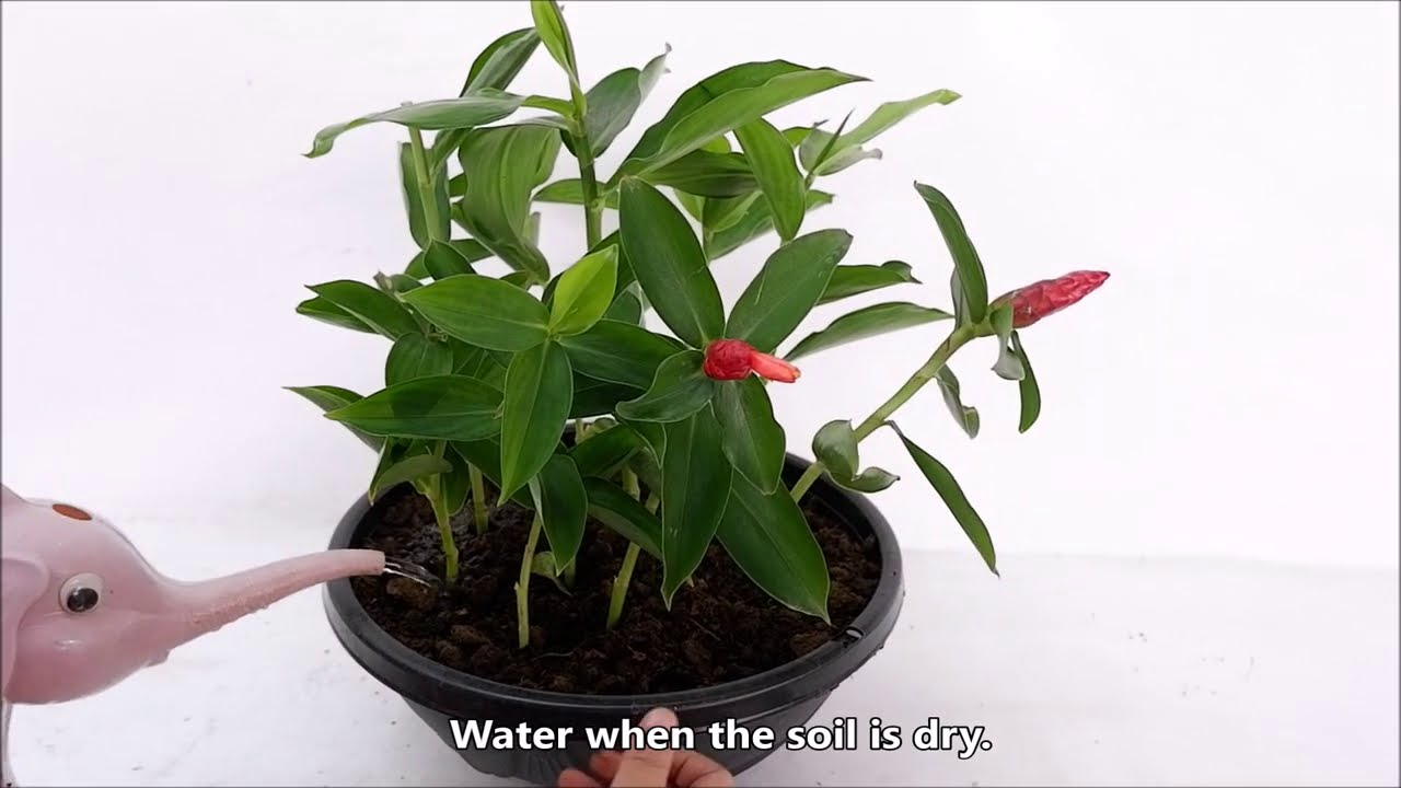 Red Button Ginger Propagation by Stem Cuttings