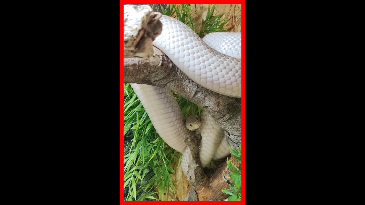 Mue de serpent, pantherophis guttatus, serpent des blés
