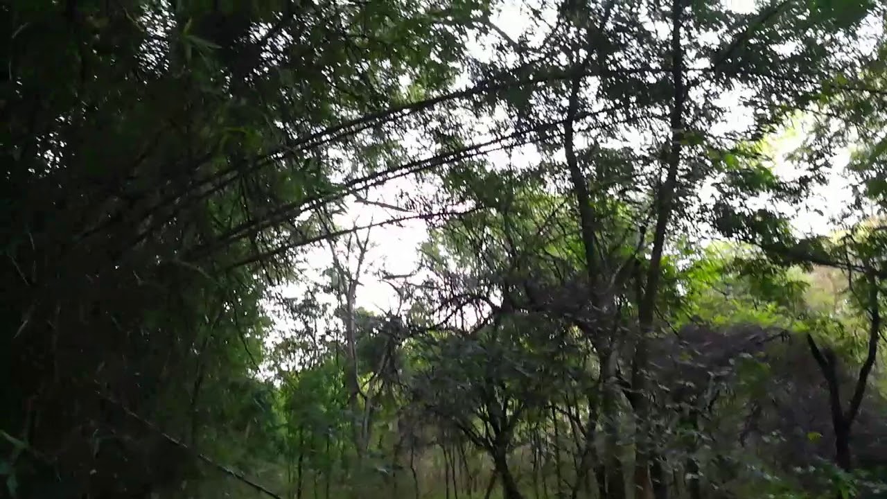 Lingambudhi lake Jogging and walking path. Looks like a forest.