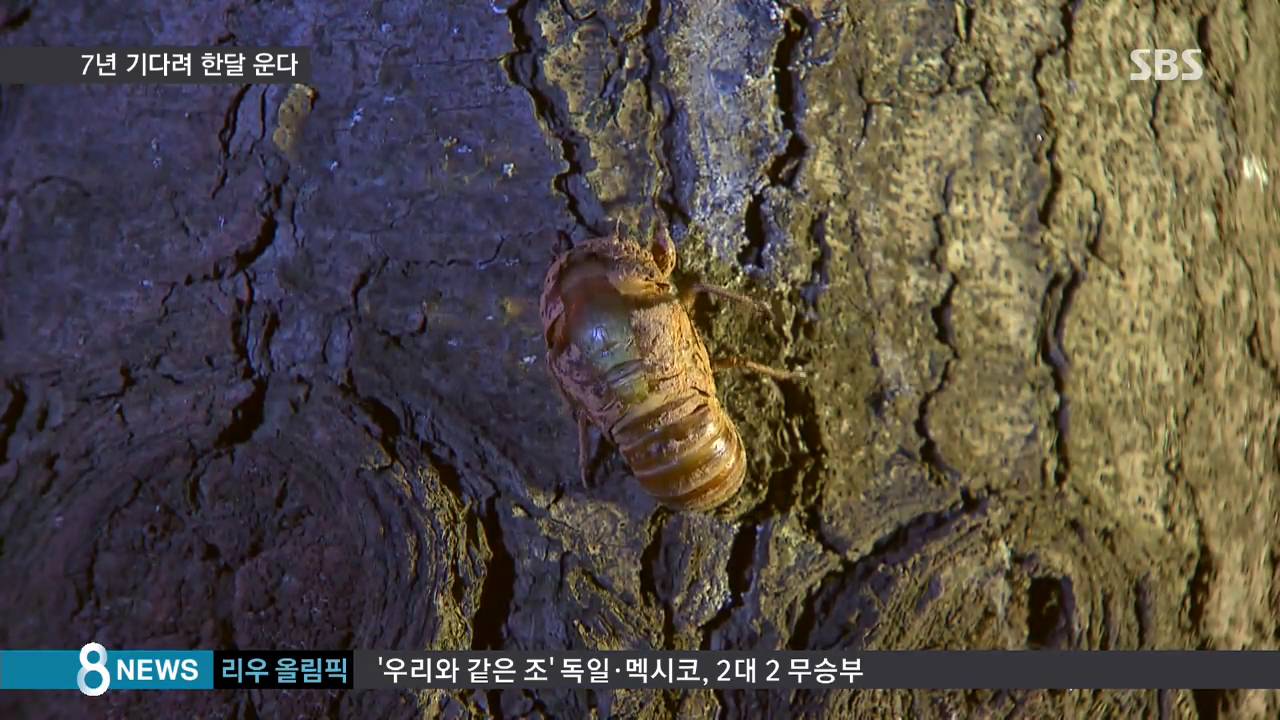 7년 기다려 한 달 사는 매미&hellip;신비로운 대장정 / SBS