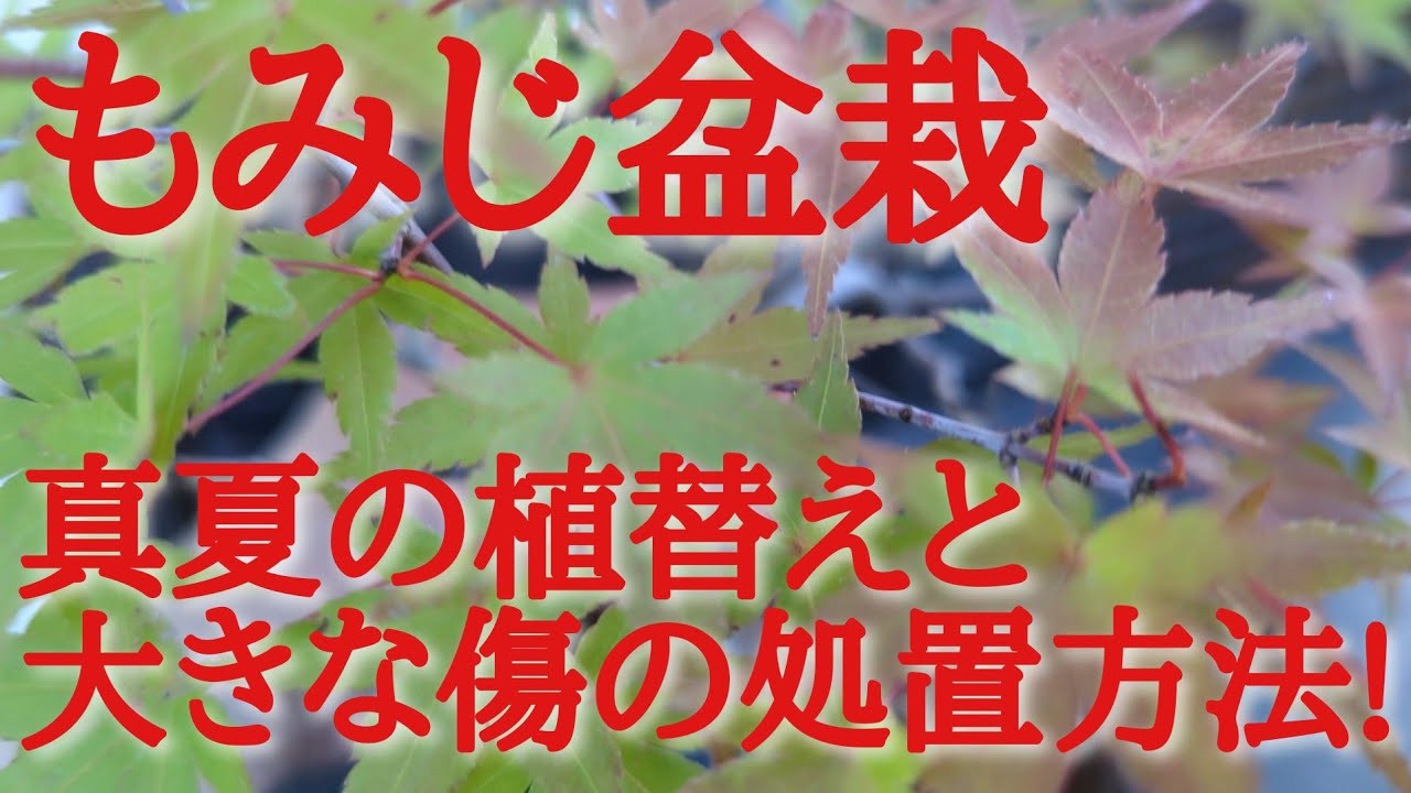もみじ盆栽真夏の植替えと大きな傷の処置方法!