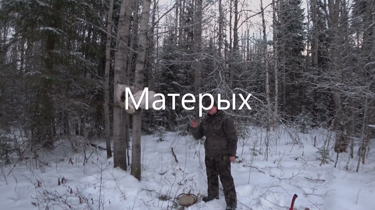 Волки лютуют, крадут собак ... На двух снегоходах, по следам волков. Усть-Вымский р-н.