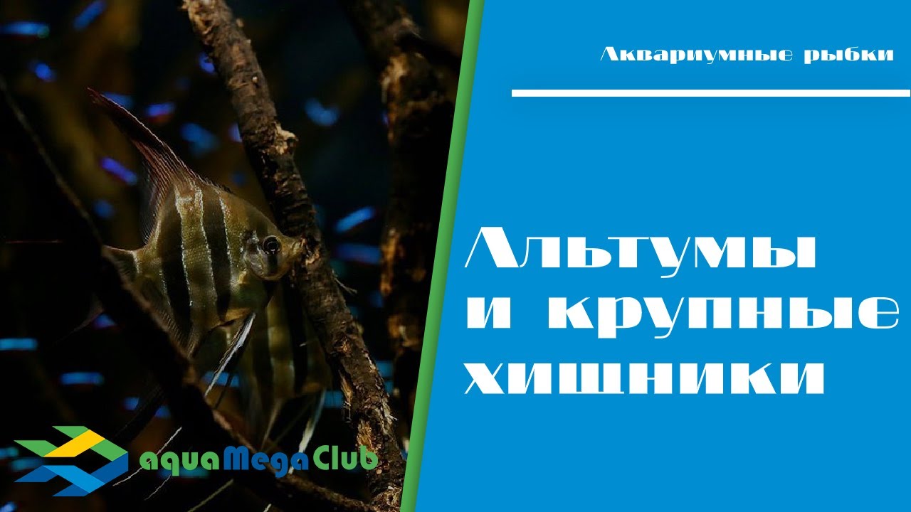 Альтумы и крупные хищники (змееголовы, арована) вместе - разве это возможно!? - Смотрите сами