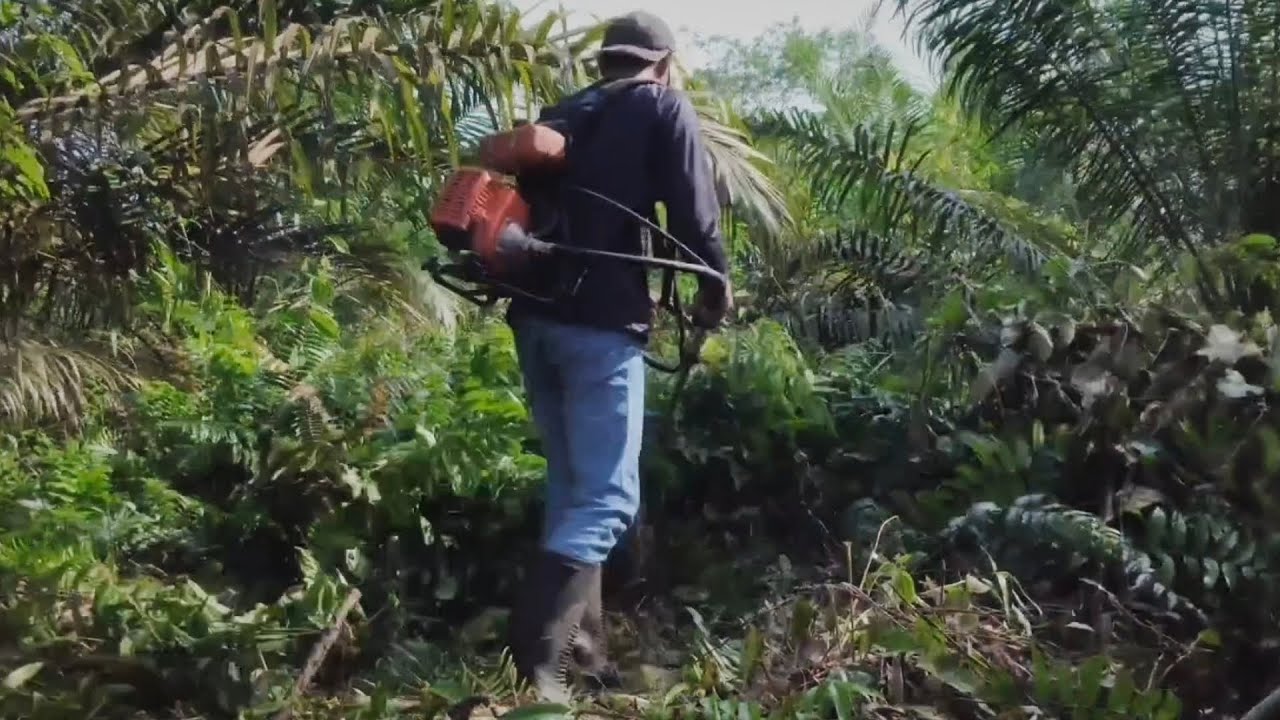 Babat Pakis Kresek Menggunakan Mesin Rumput
