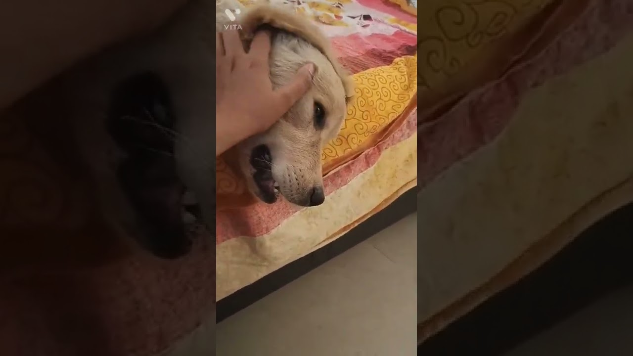 Pamepering my puppy! she gets irritated 🙄🙄🙄🙄🙄🙄🐾 @zoobee_doobee_do