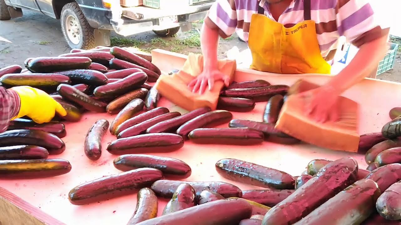 Cosecha de PEPINO (Centauro, Coatzin y 543) MUY buenas variedades.