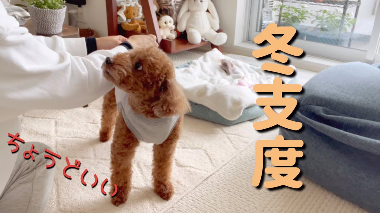 冬支度| 無気力な飼い主を元気にしてくれたトイプードル