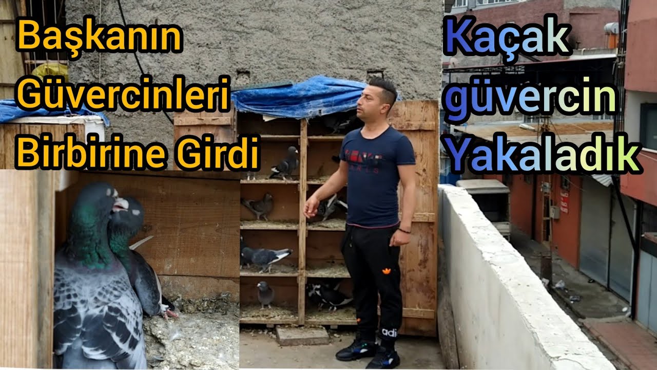 ADANA GÜVERCİNLERİ ÇETO BAŞKAN KAÇAK GÜVERCİN YAKALADI