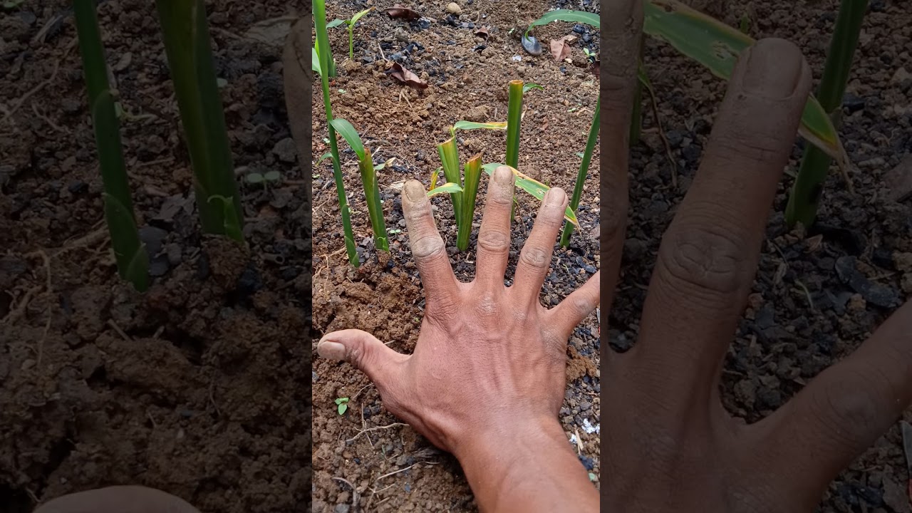 cara menanam jahe supaya hasilnya melimpah bisa sampai 13 kg per rumpun
