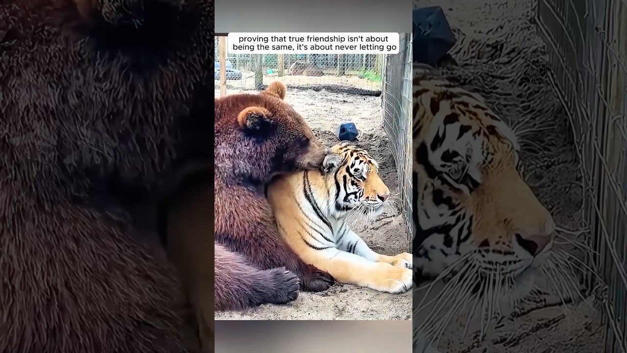 The tiger and bear became best friends