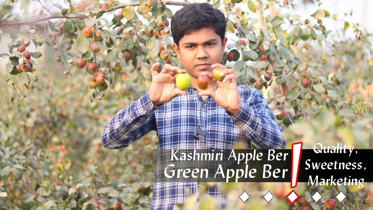Different Between Kashmiri Red and Thai Green Apple Ber (About Maintenance, Quality, Marketing etc.)