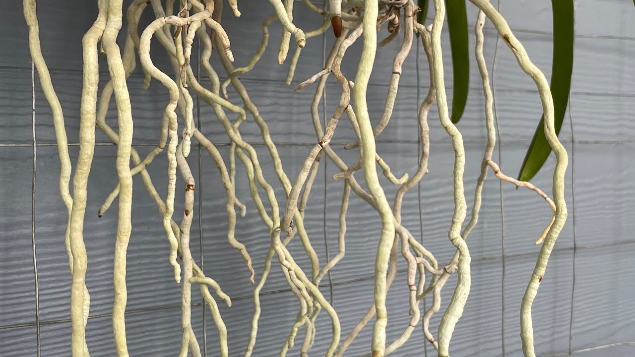 Vanda Root Maintenance | Moss Use
