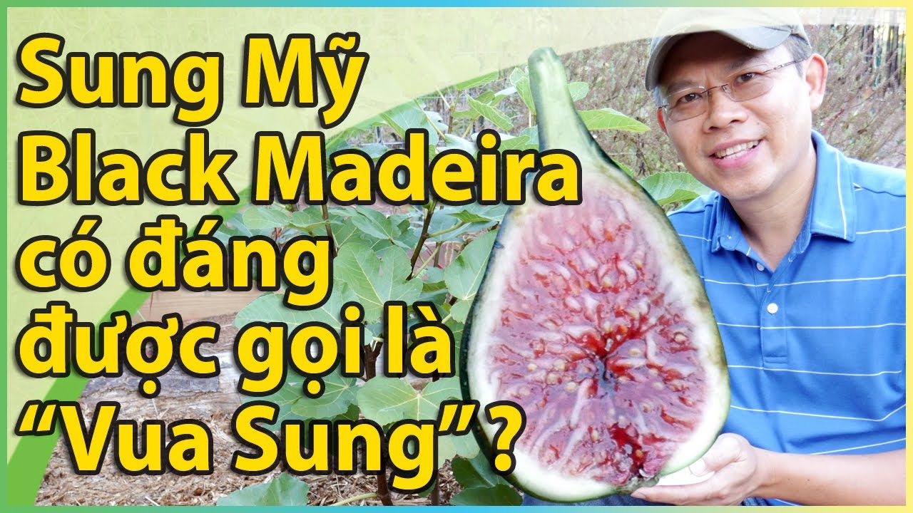 Sung Mỹ quý hiếm Black Madeira có đáng được gọi là “Vua sung” không?