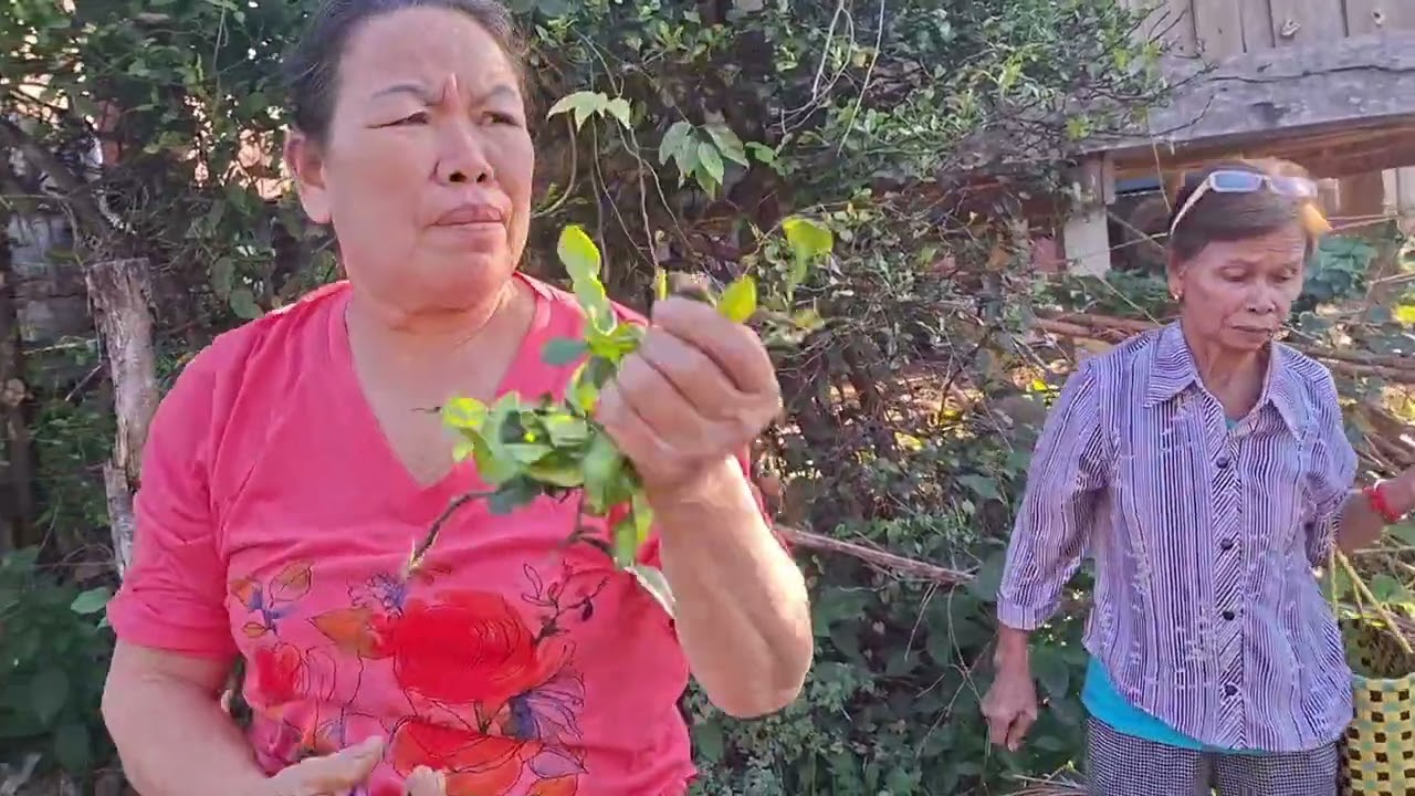 เก็บผักคันจองไปกินกับ ขนมจีนน้ำยาขาไก่จ้า
