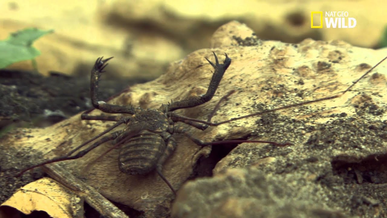 Les amblypyges la plus étrange des araignées