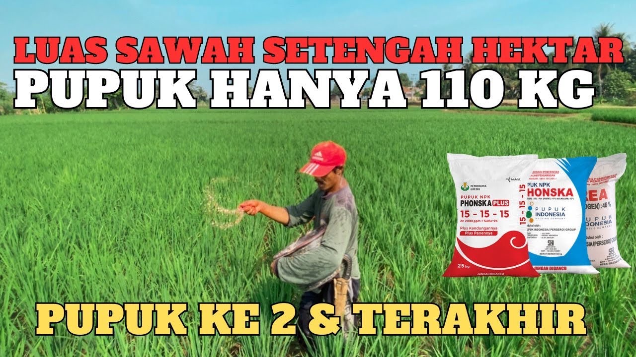 Cara pemupukan padi ke 2 dan terakhir, dosis takaran mencampurkan pupuk urea dengan npk phonska plus