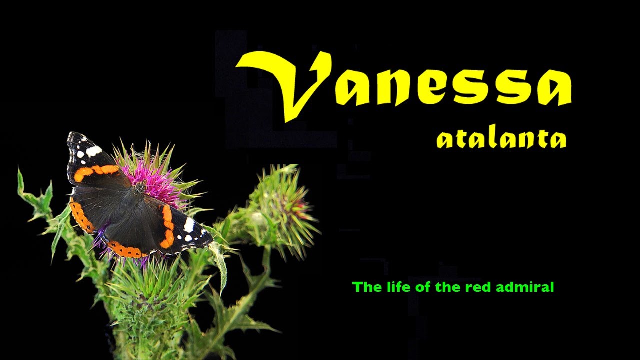 The life cycle of the Red admiral Vanessa Atalanta