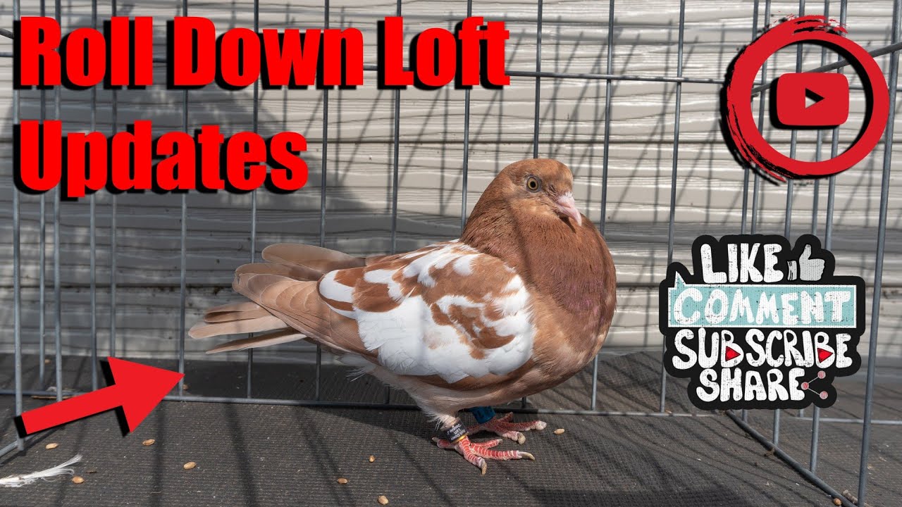 Roll Down Loft Updates (Birmingham Roller Pigeons)