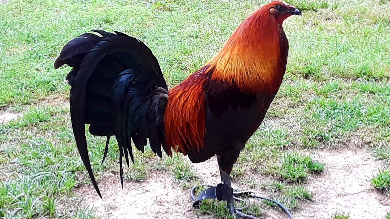 LGF Brood Fowl