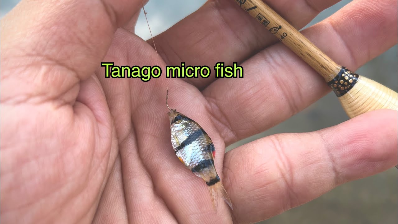 Easy fishing เกมส์ Tanago ตกได้ทุกที่ กินง่ายสนุกจริงๆ