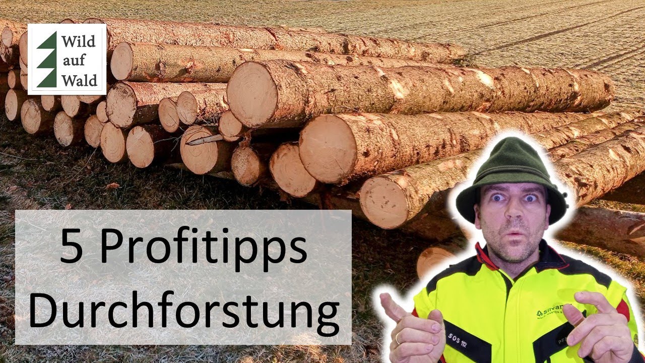 🌲Durchforstung: 5 Dinge, die du unbedingt beachten solltest! #wildaufwald