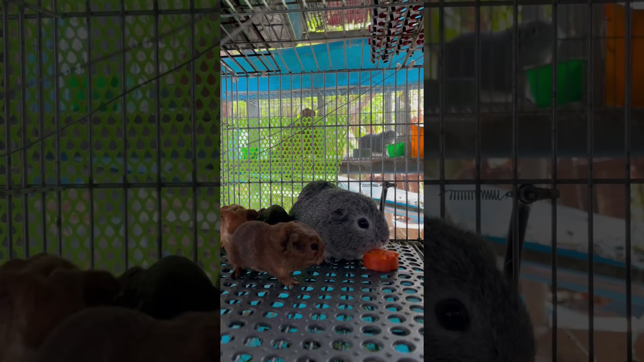 Mlem mlem ngon qu&aacute; đi th&ocirc;i&hellip; #chuotlang #lynguyen #guineapig