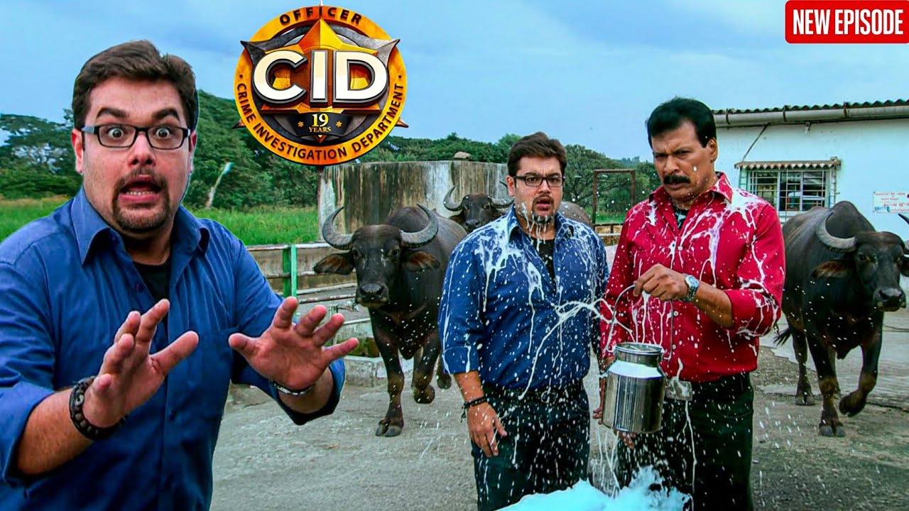 तबेले में Freddy और Pankaj के पीछे पड़ी भैंस , सारा दूध जमीन पर गिरा || CID | Latest Episode ||