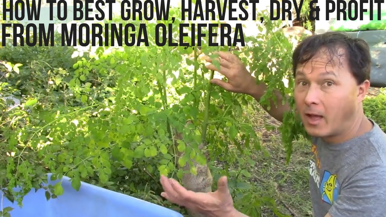 How to Best Grow, Harvest, Dry & Profit from Moringa in Your Backyard