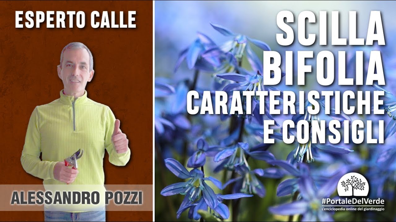 I fiori del bosco: la scilla bifolia