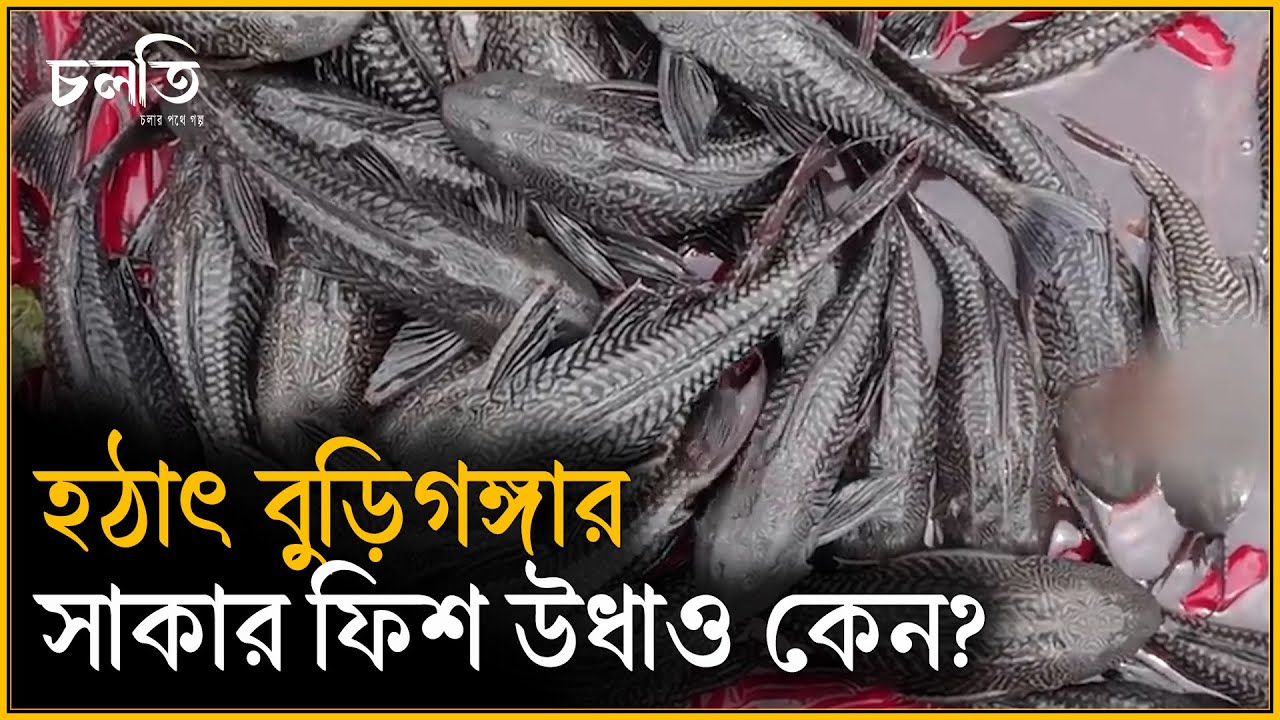 বুড়িগঙ্গার সাকার ফিশ কোথায় যাচ্ছে তাহলে? | চলতি