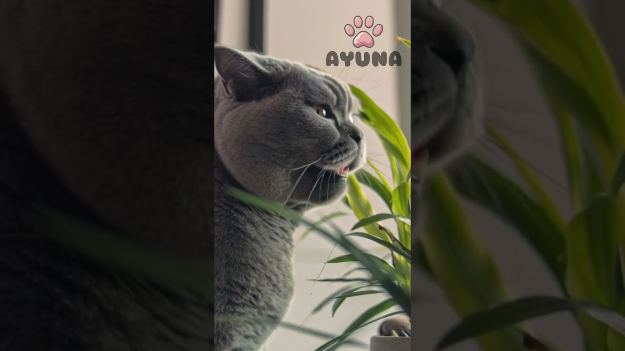 Meet Luna the cat 🐈 