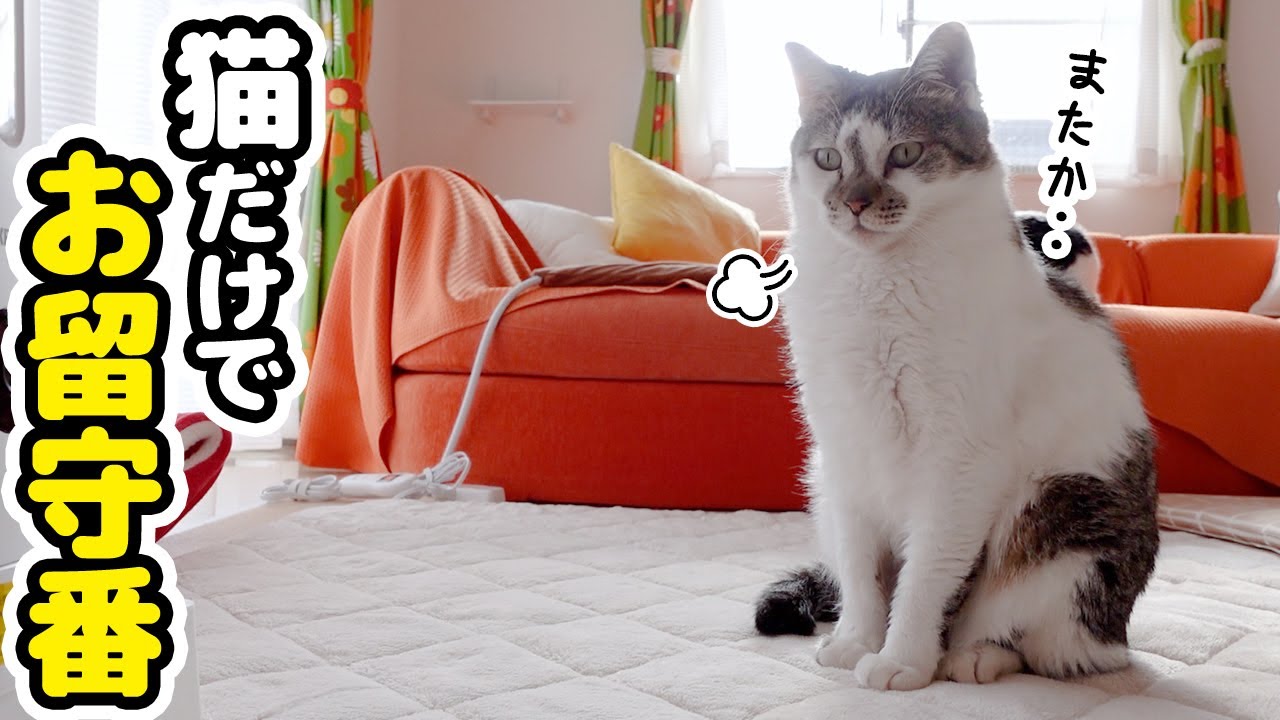 猫だけで一晩お留守番してもらったら意外と自由に満喫していました