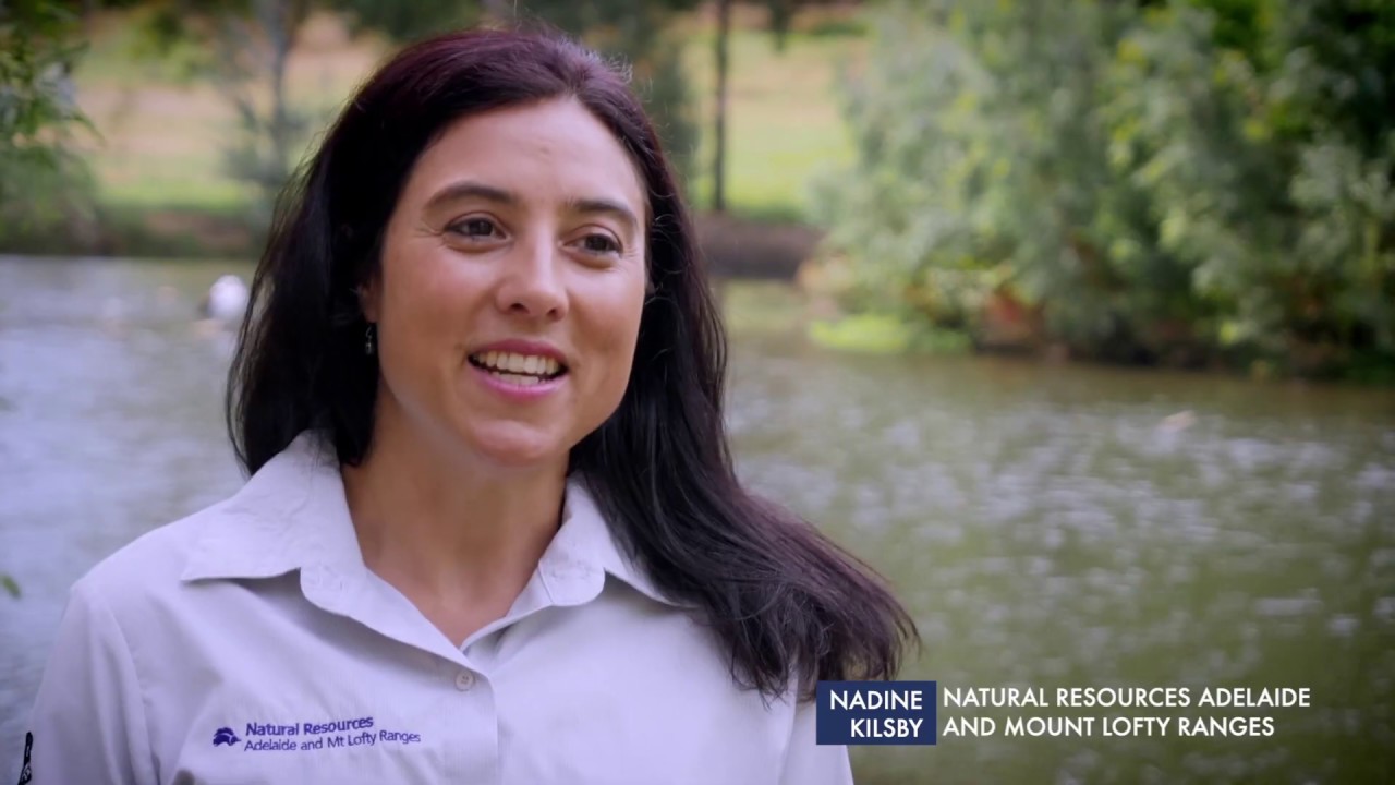 Towards a healthier river: a story of River Torrens recovery