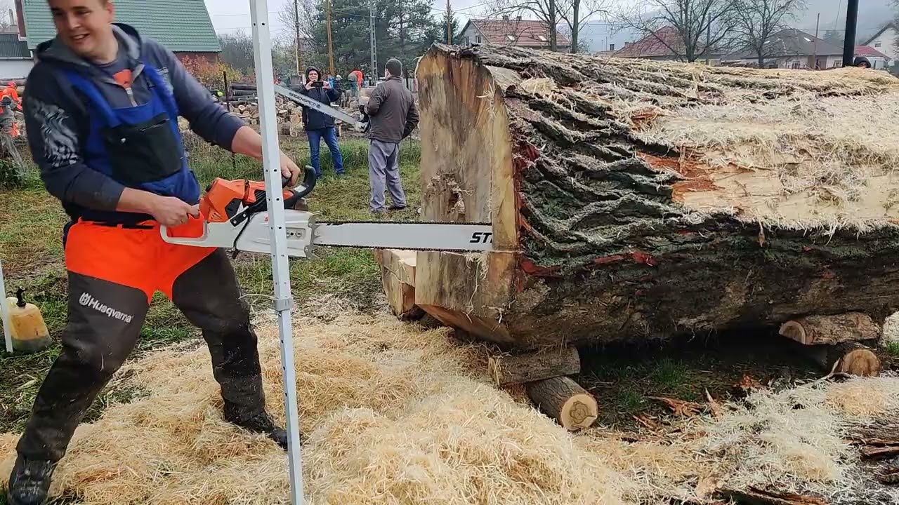 Stihl MS 881 és a nagy nyárfa rönk 1.