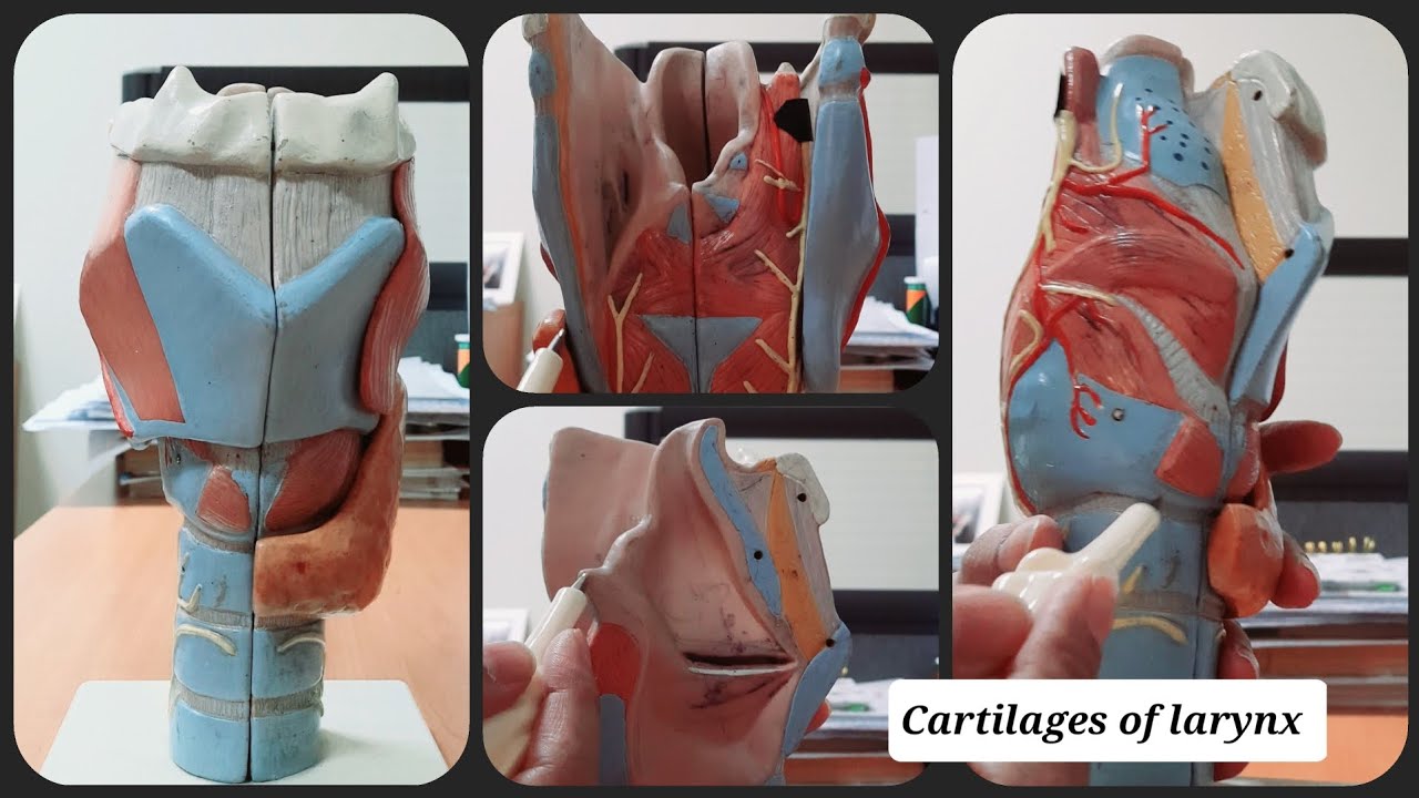 Cartilages of Larynx | Thyroid | Epiglottis | Cricoid | Arytenoid | Corniculate | Cuneiform