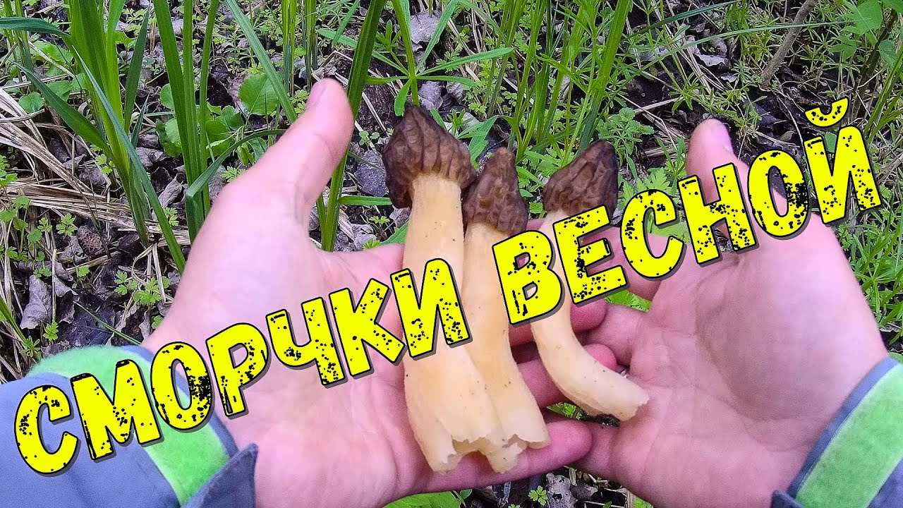Весенние сморчки. Приехал на рыбалку, а попал на грибалку!