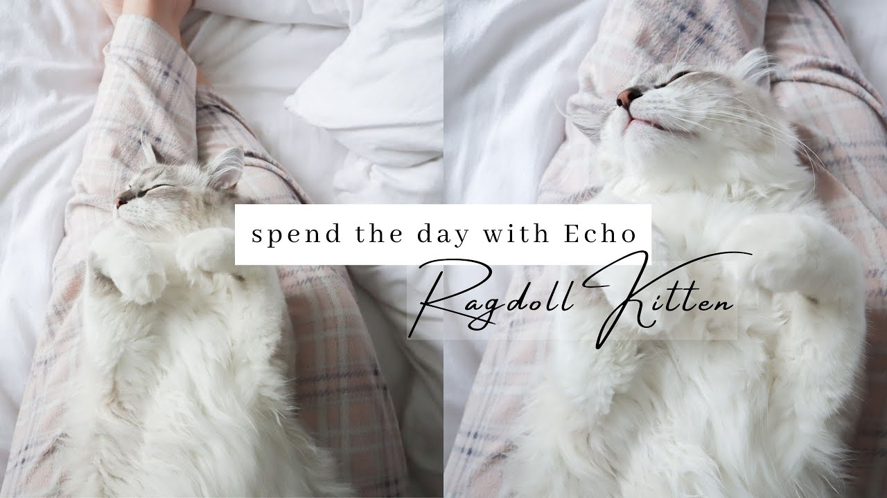 A Cosy Day In The Life Of Echo 🐾  Ragdoll Kitten Sleeping And Playing ~ ADORABLE!