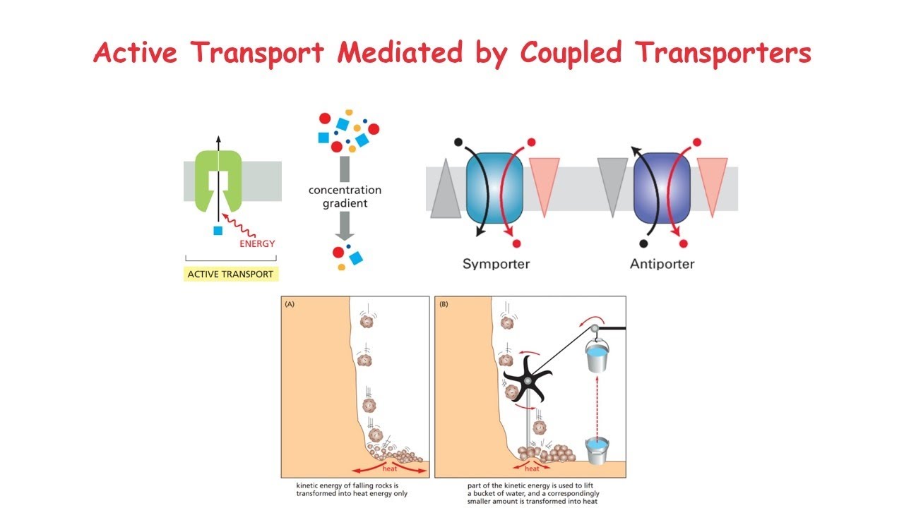 Coupled or Cotransporter: Symporter and Antiporter, Downhill and Uphill movement