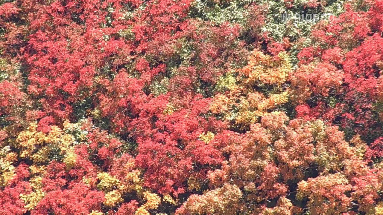 Daisetsuzan, Hokkaidō: Japan’s Earliest Autumn Foliage | Nippon.com: Japan in Video