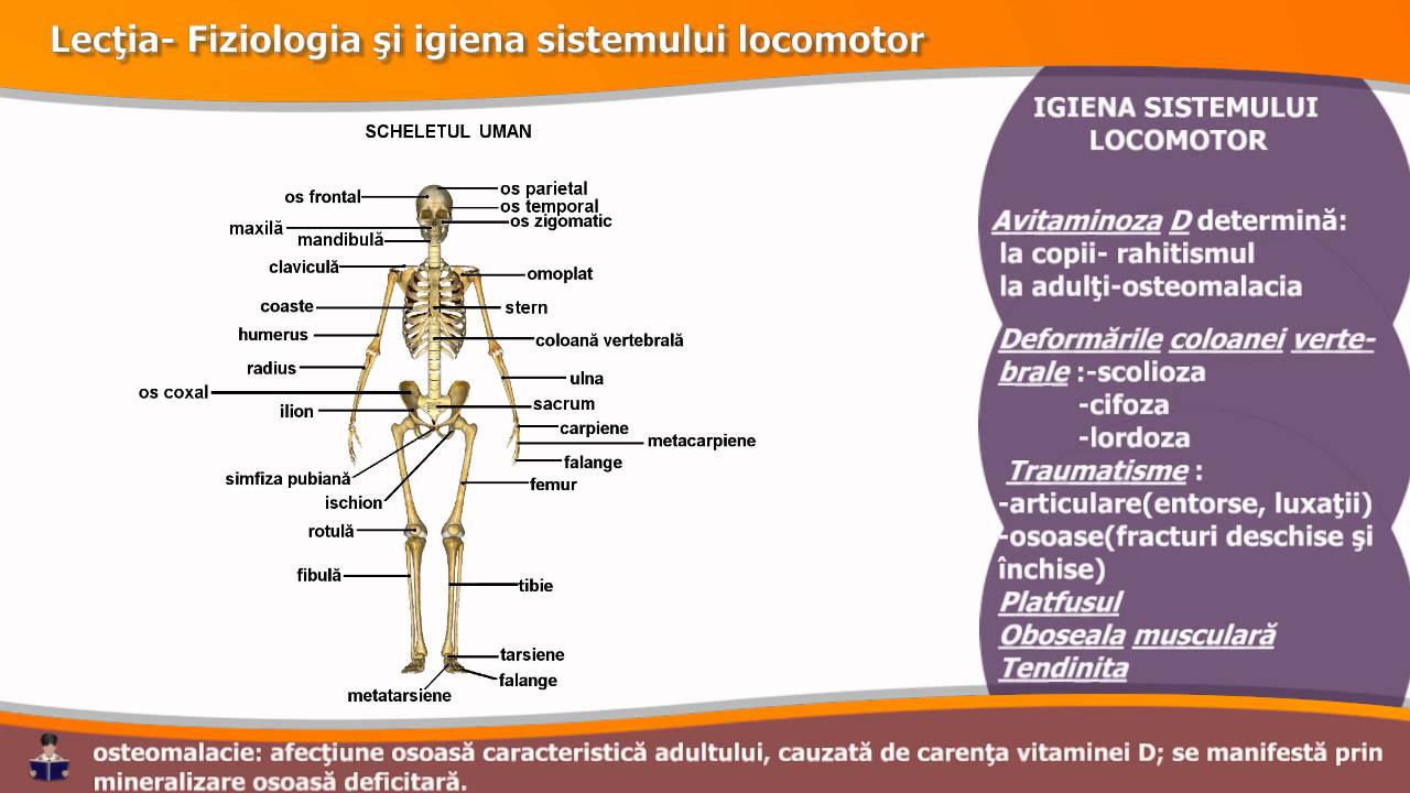 FIZIOLOGIA ȘI IGIENA SISTEMULUI LOCOMOTOR