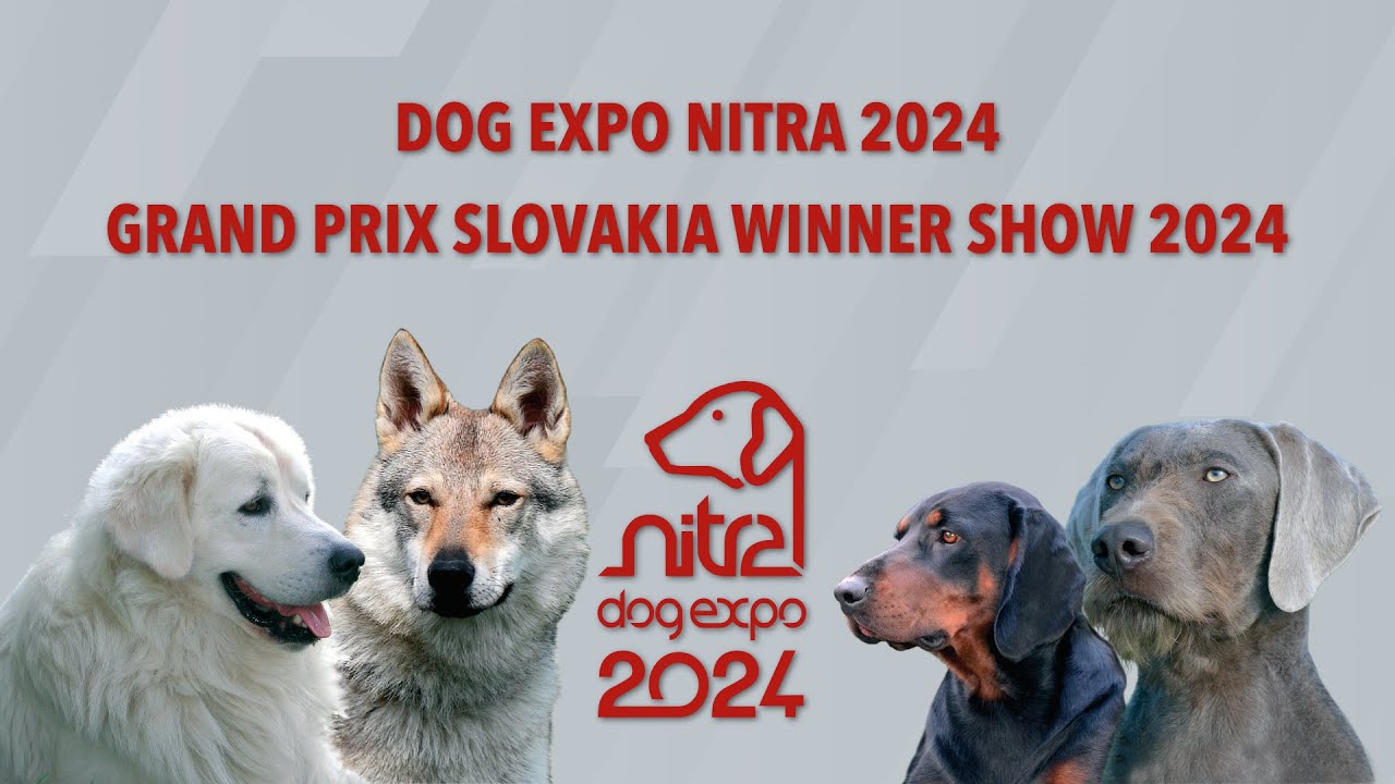 DOG EXPO NITRA 2024 Saturday