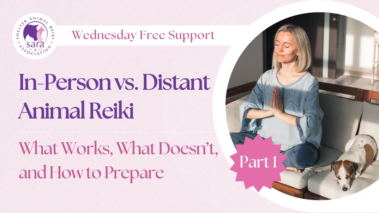 In-Person vs. Distant Animal Reiki: What Works, What Doesn’t, and How to Prepare