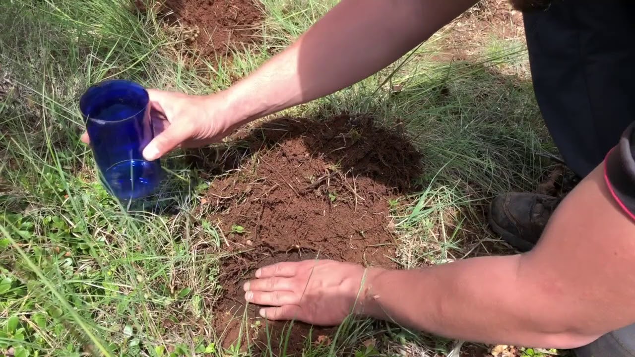 Micorrizar planta adulta con trufa negra