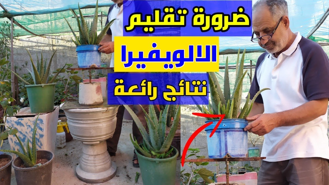 سر تقليم اوراق نبات الالويڤيرا #الزراعة_المنزلية