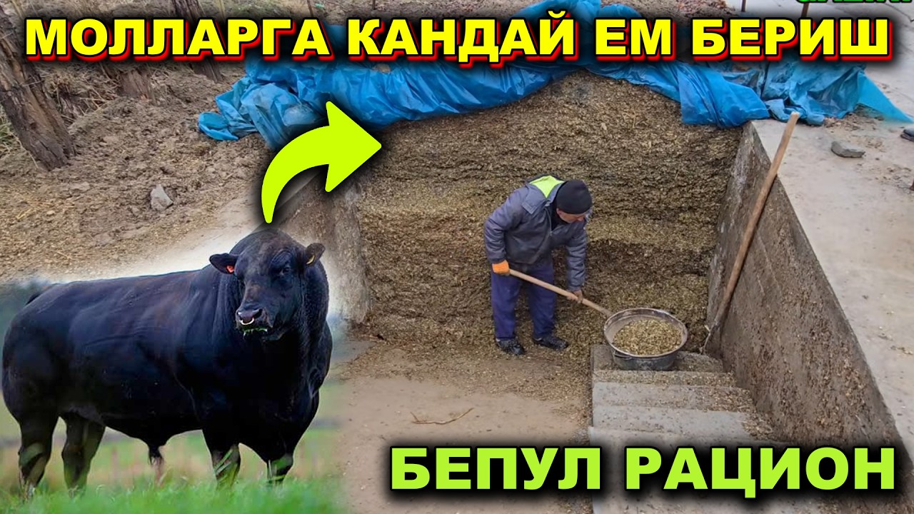 ВОДИЙДАГИ ШОВ-ШУВ: Янгича боқиш усули ўзини оқлайдими?