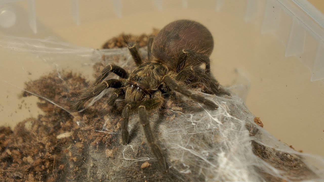 Przekładanie samicy ceratogyrus marshalli ORAZ aranżacja terrarium