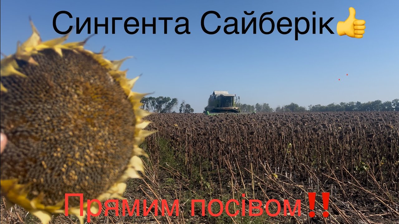 Сингента 🌻 Сайберік прямим посівом‼️По нулю краще ніж по оранці❓Олійність 51-52😱